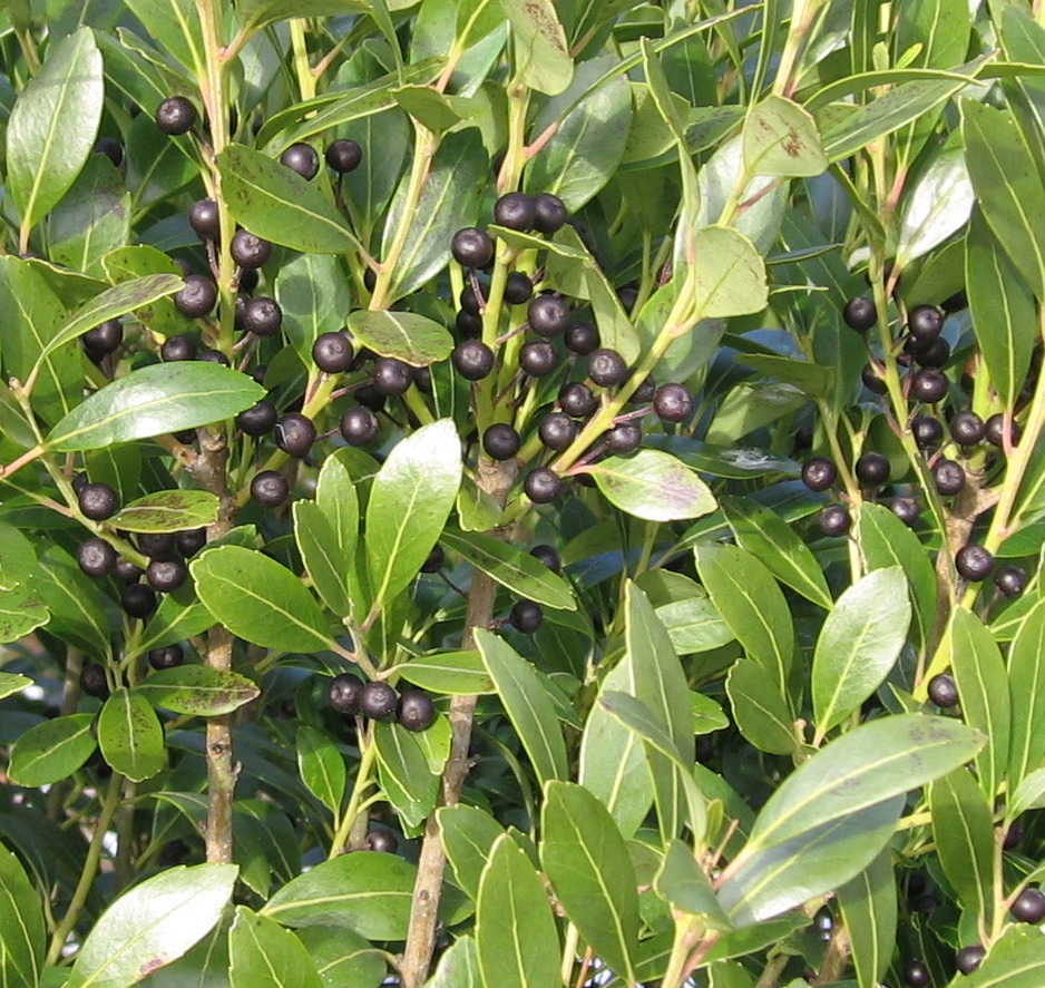 Ilex glabra 'Densa' berries
