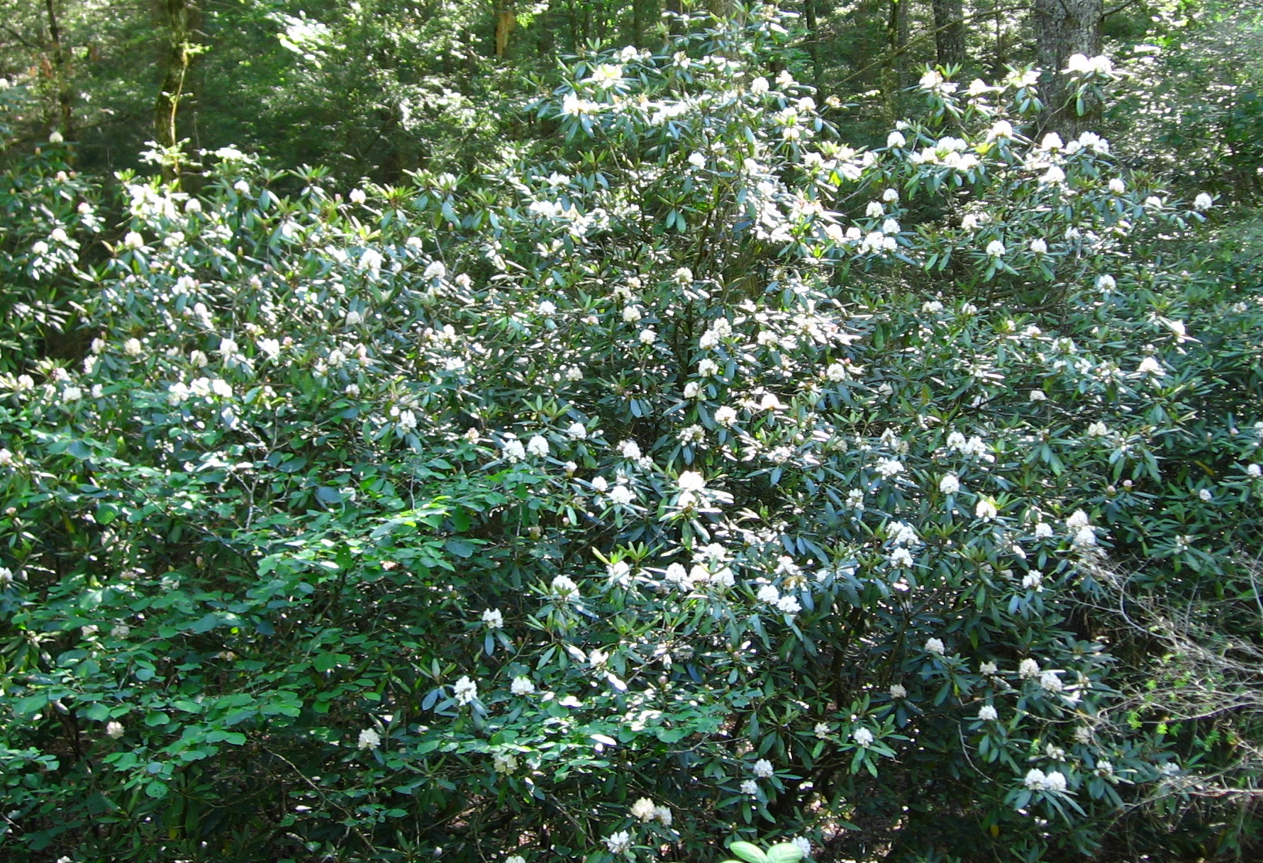 Rhododendron maximum in the Wild