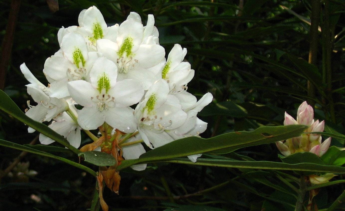 Rhododendron maximum white flowers