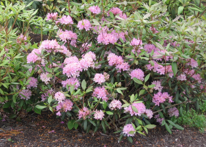Carolina Rhododendron, Rhododendron minus