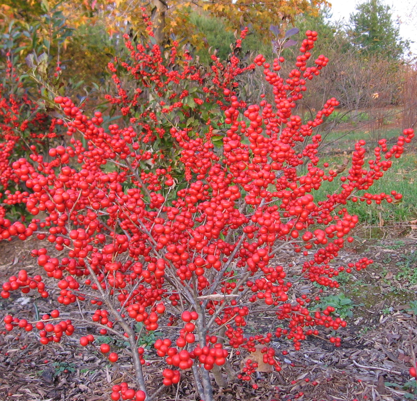 'Red Sprite' Berries
