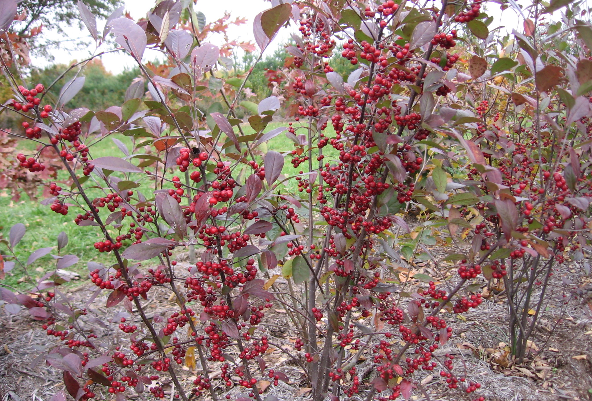 Red Chokeberry, Aronia arbutifolia pic.
