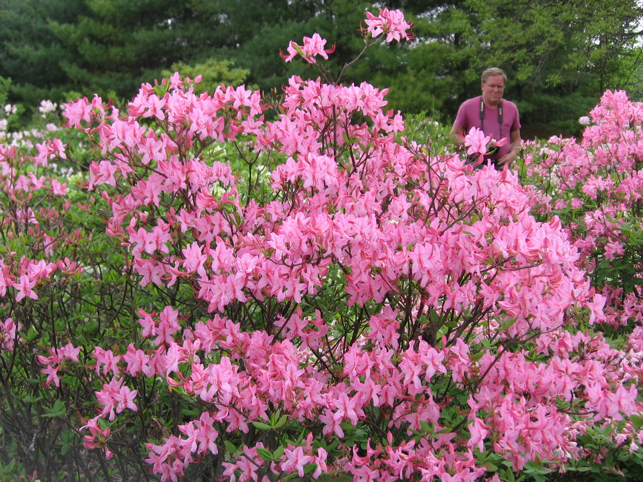 Natural Landscapes Nursery Rhododendron Prinophyllum